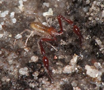Media type: image;   Invertebrate Zoology 21577